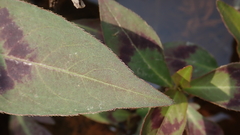 Persicaria barbata