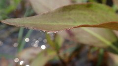 Persicaria barbata