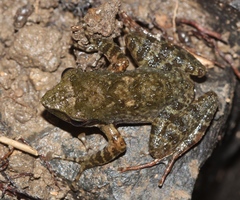 Natalobatrachus bonebergi