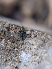 Nemastoma dentigerum