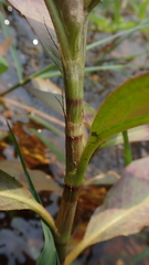 Persicaria barbata