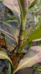 Persicaria barbata