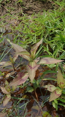 Persicaria barbata