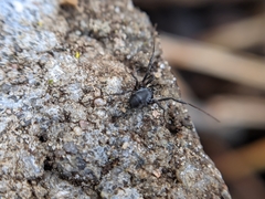 Nemastoma dentigerum