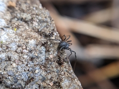 Nemastoma dentigerum