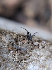 Nemastoma dentigerum