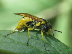 Tenthredo baetica