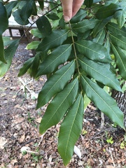 Dimocarpus longan image