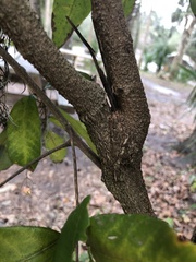 Dimocarpus longan image