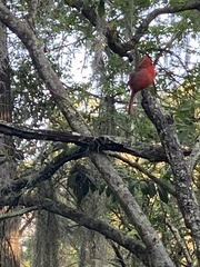 Cardinalis cardinalis image