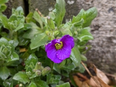 Aubrieta deltoidea