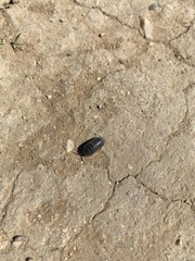Armadillidium vulgare