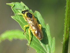 Tenthredo baetica
