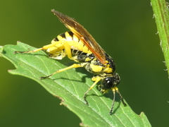 Tenthredo baetica
