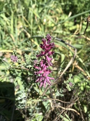 Fumaria officinalis