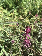 Fumaria officinalis