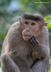 Macaca radiata