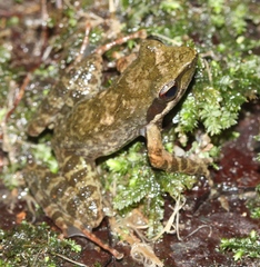 Natalobatrachus bonebergi