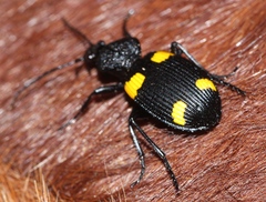 Craspedophorus