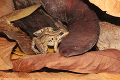 Leptodactylus guianensis