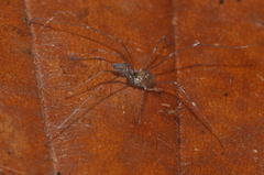 Mitostoma chrysomelas