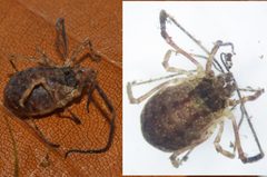 Lophopilio palpinalis