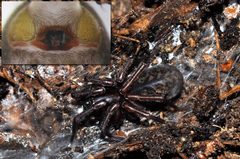 Coelotes atropos