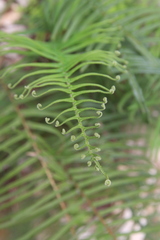 Pteris longifolia