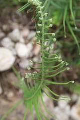 Pteris longifolia