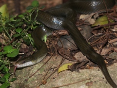 Lycodonomorphus inornatus