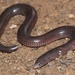 Giant Legless Skink - Photo (c) Alex Rebelo, some rights reserved (CC BY-NC), uploaded by Alex Rebelo