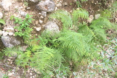 Pteris longifolia