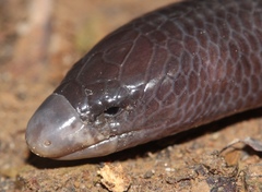 Giant Lance Skink photo 4
