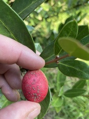 Acokanthera oppositifolia