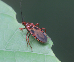 Ectrychotes comottoi