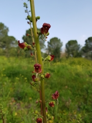 Scrophularia rubricaulis