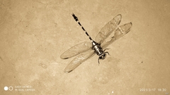 Ictinogomphus