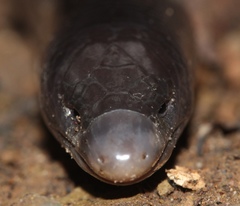 Giant Lance Skink photo 5