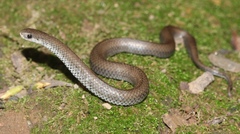 Duberria lutrix lutrix