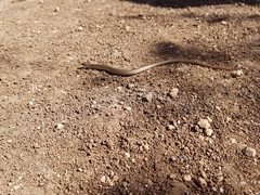 Chalcides guentheri