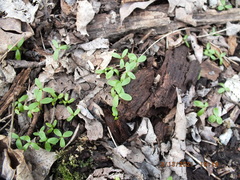 Floerkea proserpinacoides