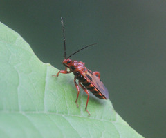 Ectrychotes comottoi