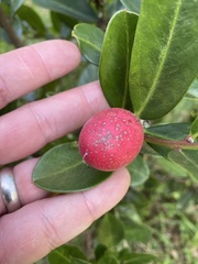 Acokanthera oppositifolia