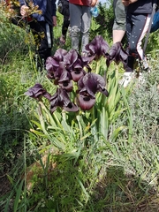 Iris haynei