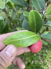 Acokanthera oppositifolia