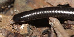 Leptotyphlopidae