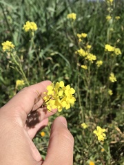 Diplotaxis virgata