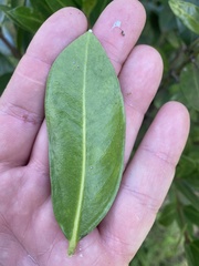 Acokanthera oppositifolia