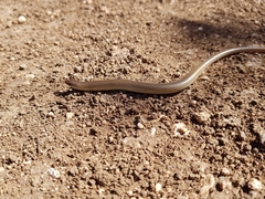 Chalcides guentheri