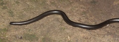 Leptotyphlopidae